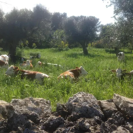 Masseria Nuove Caselle 3* Villa Castelli